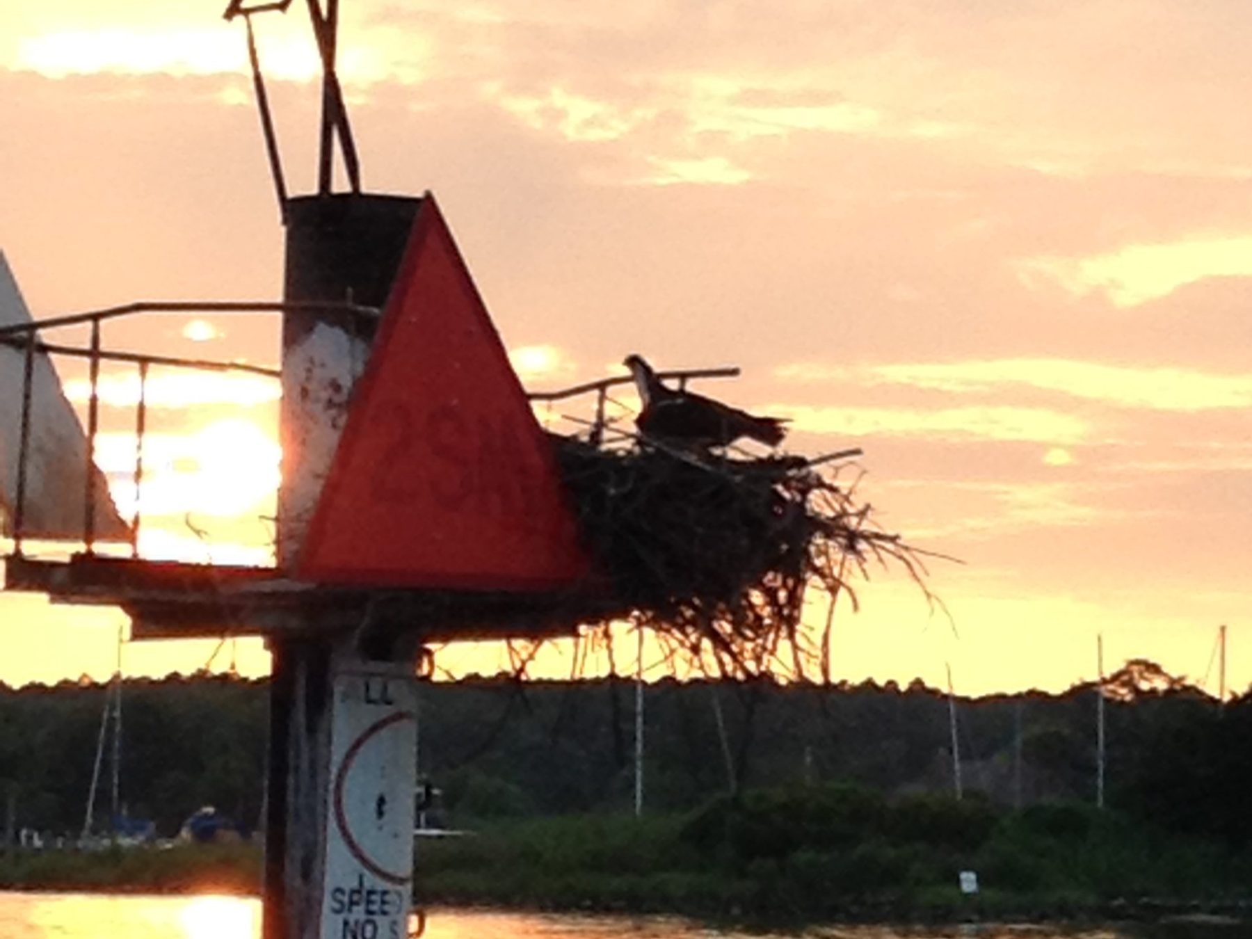 Discover the wonders of nature as you sail past an osprey nest on Sail Selina's route in St. Michaels, MD - This captivating image showcases the beauty and diversity of wildlife on the Chesapeake Bay, as Sail Selina sails past an osprey nest nestled among the trees, inviting you to explore the natural world - With our expert crew as your guide, experience a cruise filled with adventure and the natural splendor of your surroundings - Fall in love with the breathtaking views and abundant wildlife that surround you during your sail with Sail Selina - Book now and discover the majesty of the Chesapeake Bay's untamed wilderness on a Sail Selina cruise